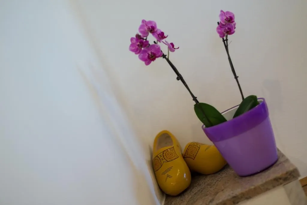 Апартаменты Apartman Jovic Pula